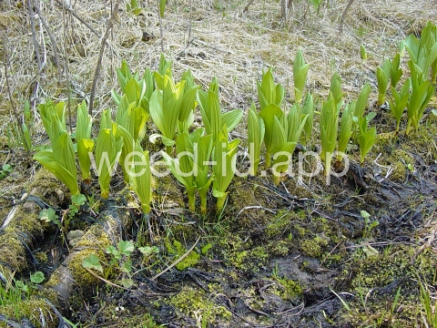 false-hellebore, California